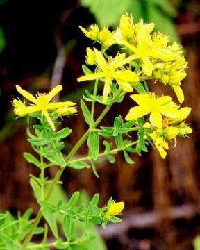 St.John's Wort P.E. (Shirley At Virginforestplant Dot Com)